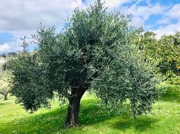 ulivo